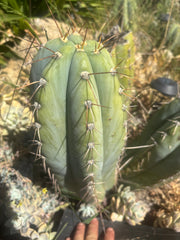 💎👑🌶️ CGG — Massive 16” Melon