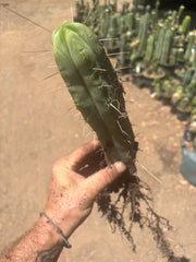 👑🌶️🌶️ Eileen — Fully Rooted 11” Tip