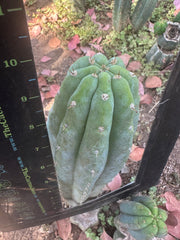 👑🌶️ Restocked (Again) — Ventucky Blue — 10” Tips