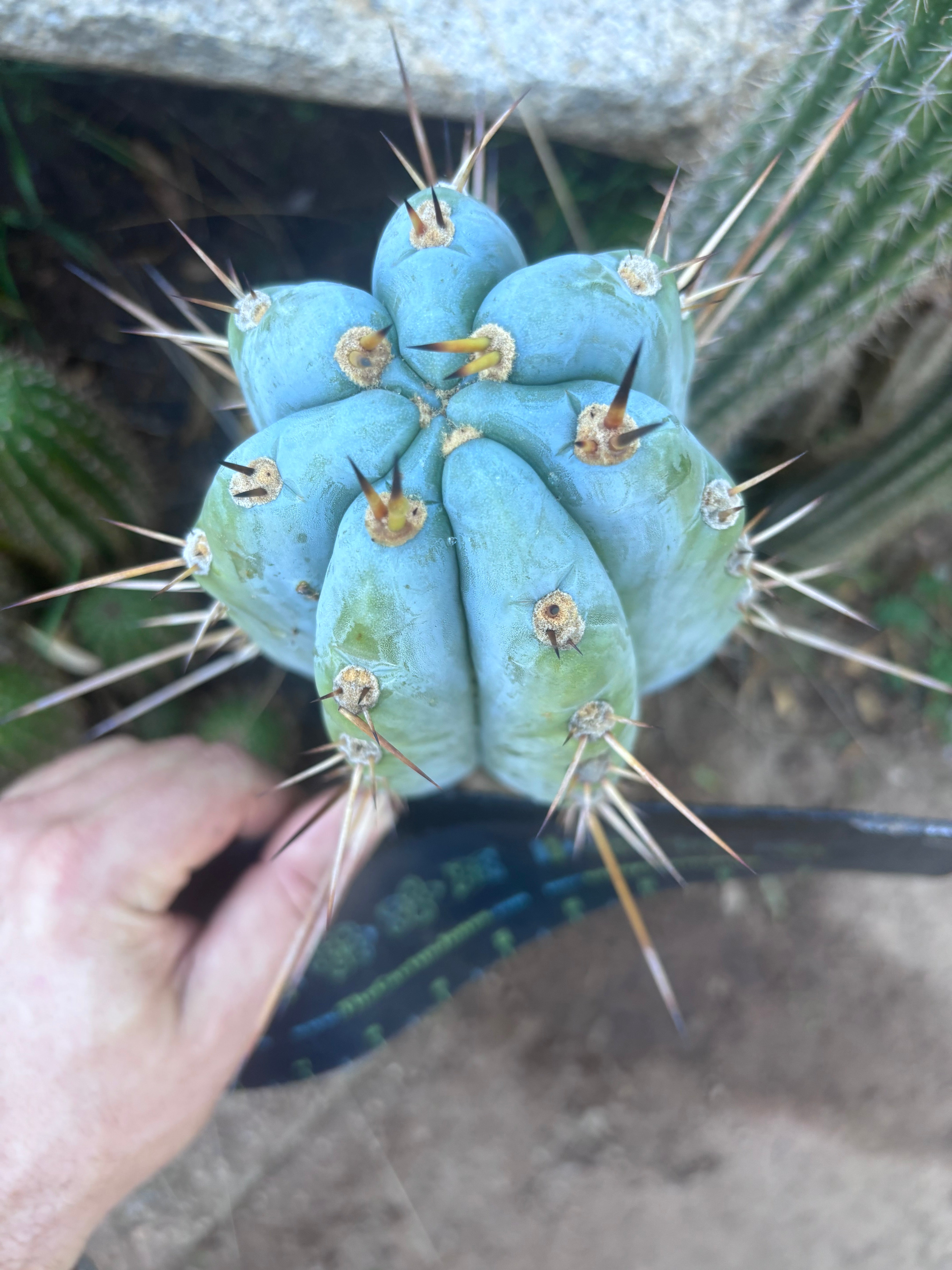 💎👑 BBG48.1540 — Fat 6” Tip