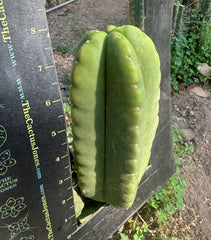 👑  Aussie Scop — Chubby 8” Pup