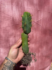 💎👑🌶️ TBQM  — Switch Specimen (Rooted)