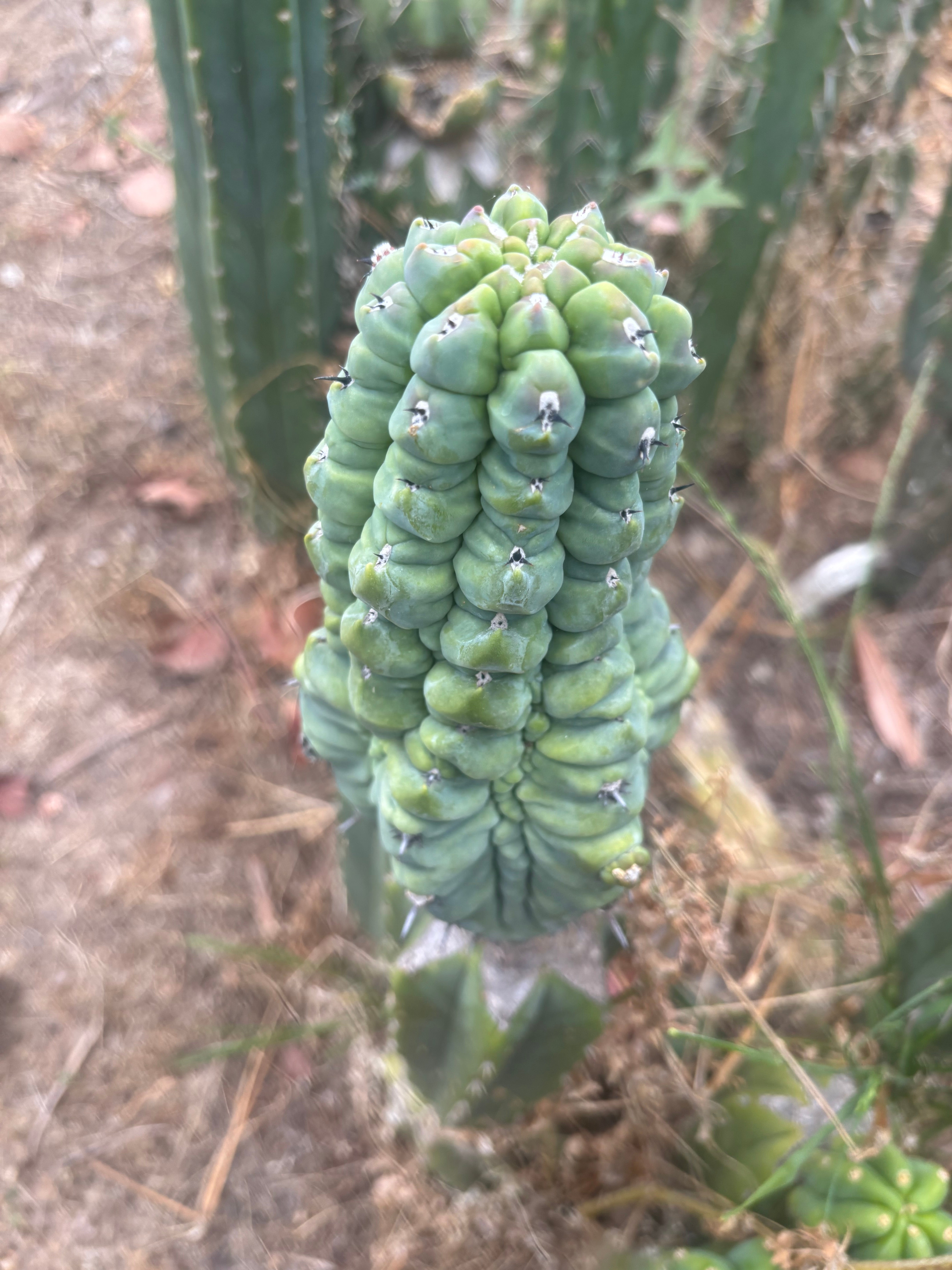 👑💎 Glorp — Another XL Graft