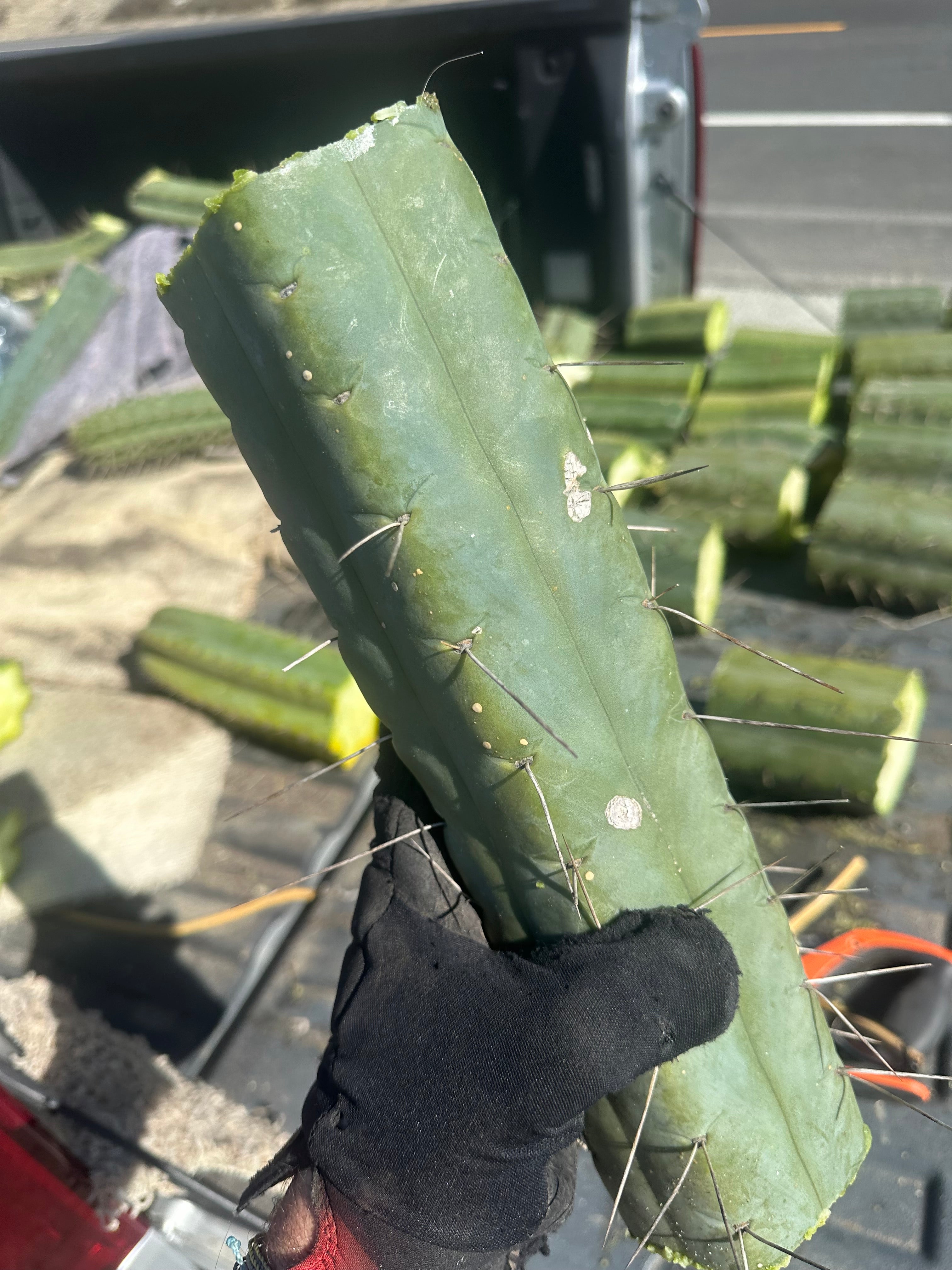 👑🌶️ TBQM  — Massive 13” Mid
