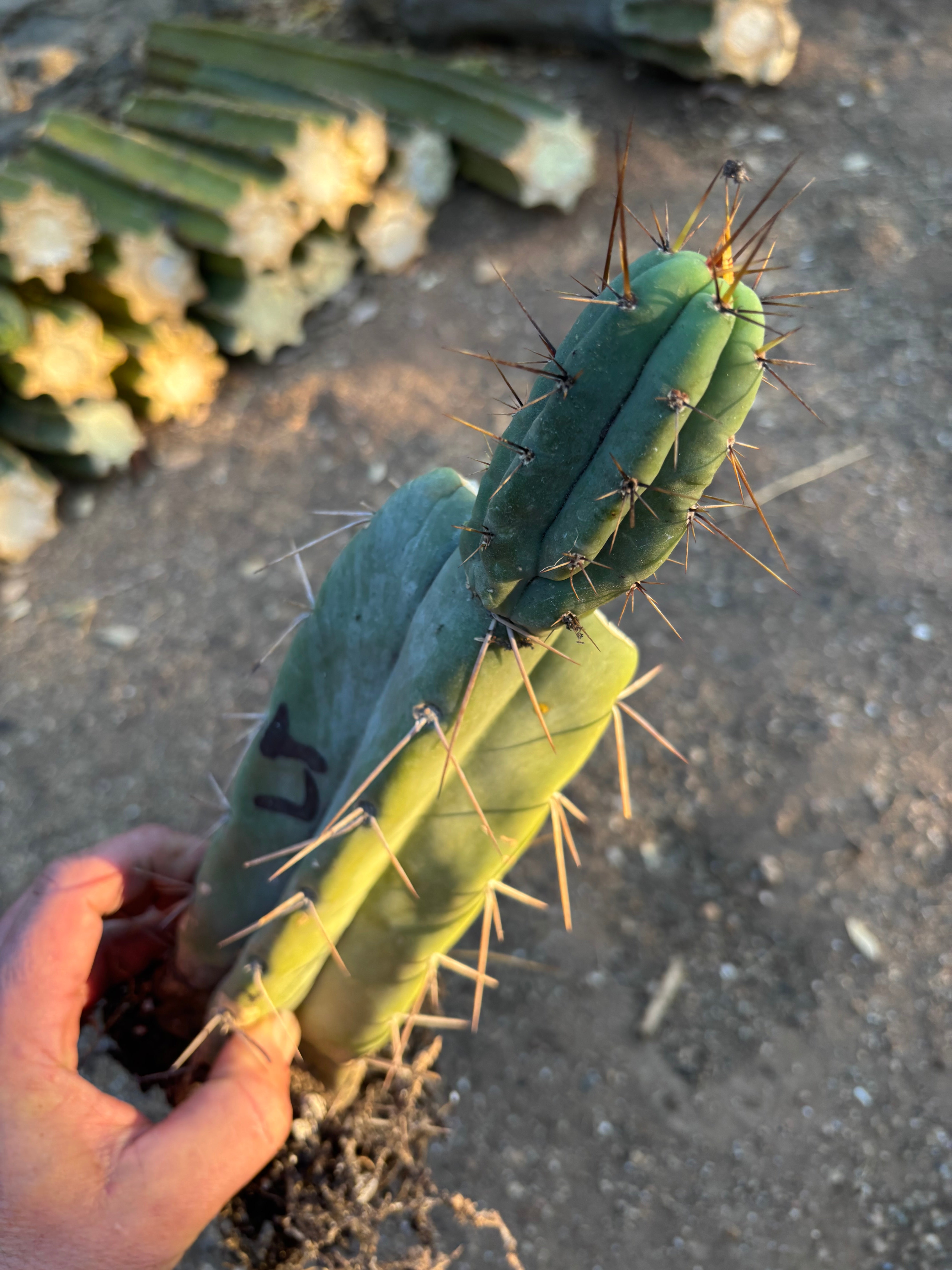 👑🌶️ Lumberjack— Rooted Mid w/Pup
