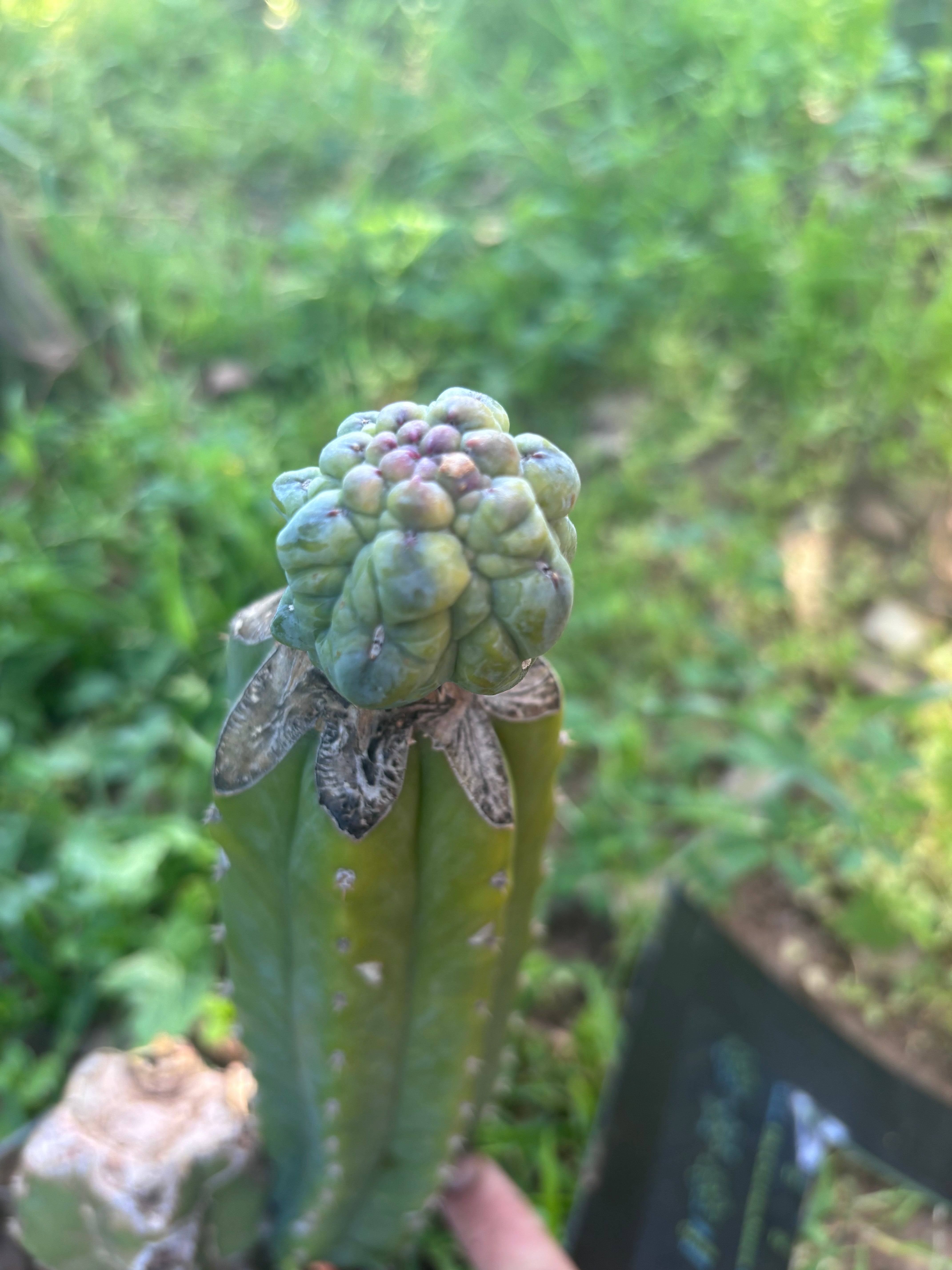 👑💎 And Again … Glorp Tip Graft