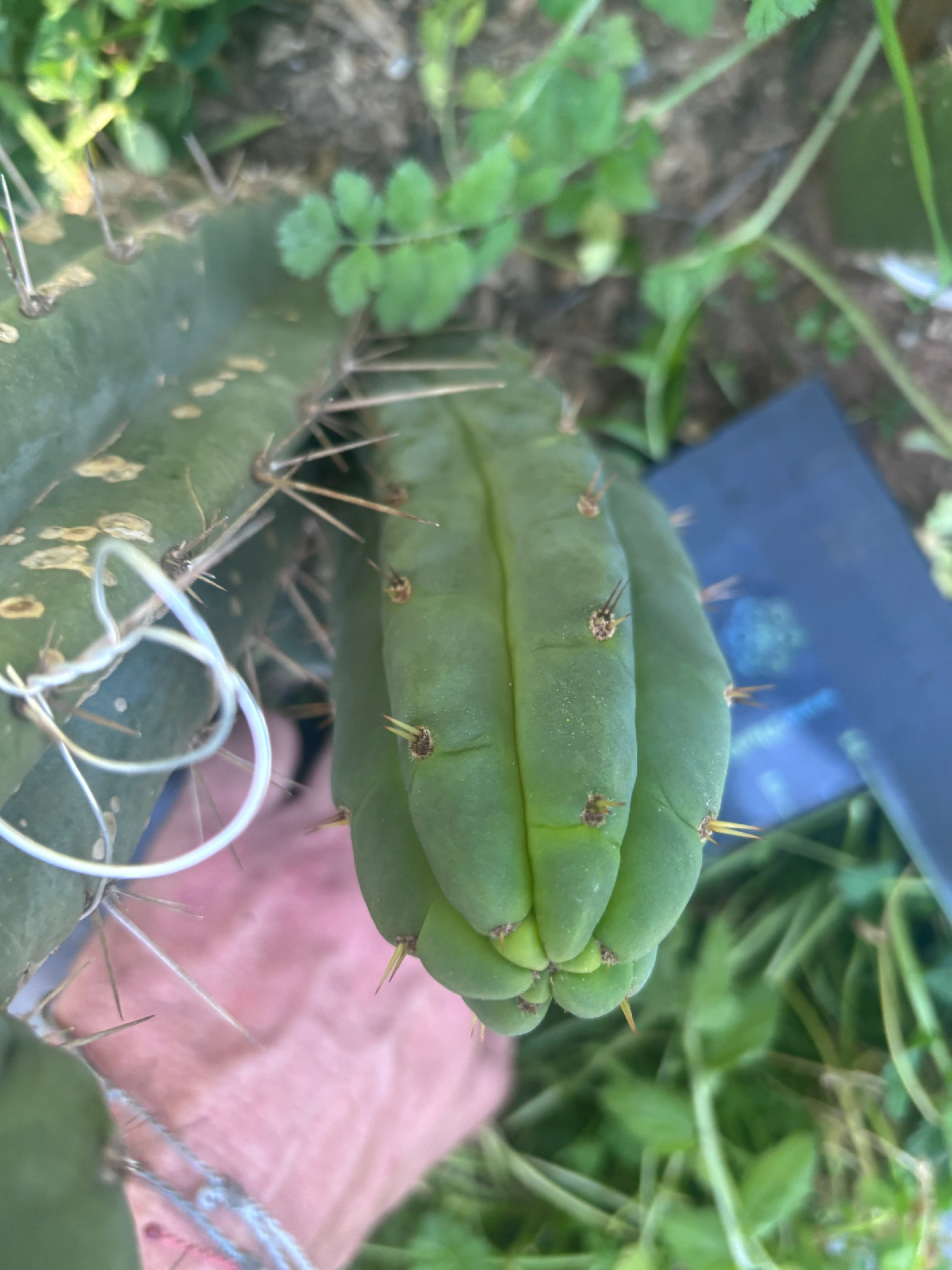 💎👑🌶️🌶️ Austy’s Bomb — 7” Tip