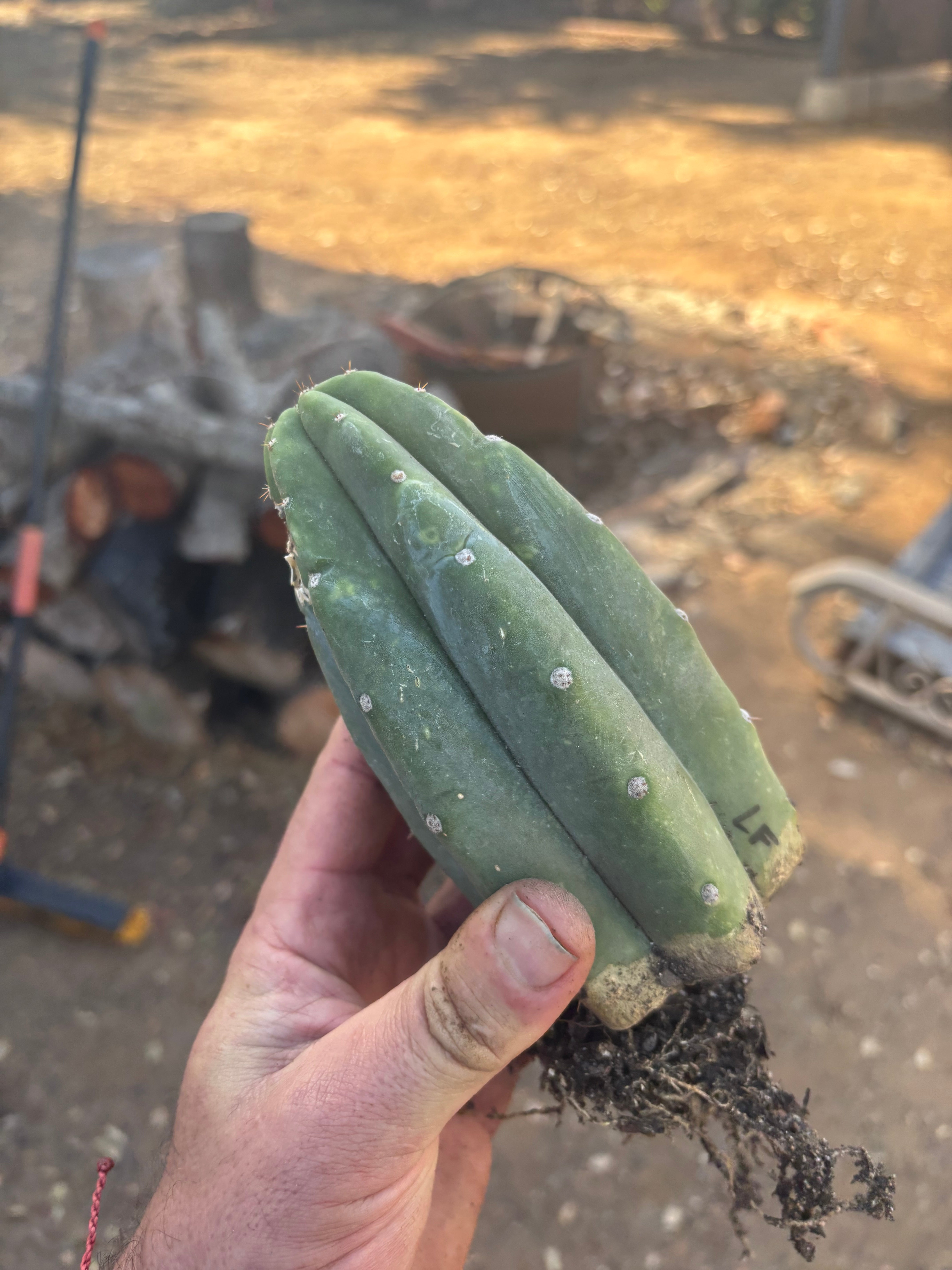 👑🌶️🌶️ Landfill — Rooted Tip