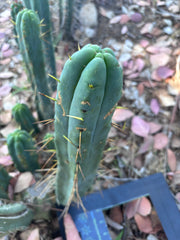👑🌶️ BBB —  XL 15” Pup