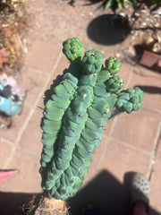 👑💎 Glorp — XL Graft with 5 Pups