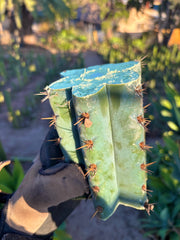 👑💎 Papa Smurf — 6” Mids