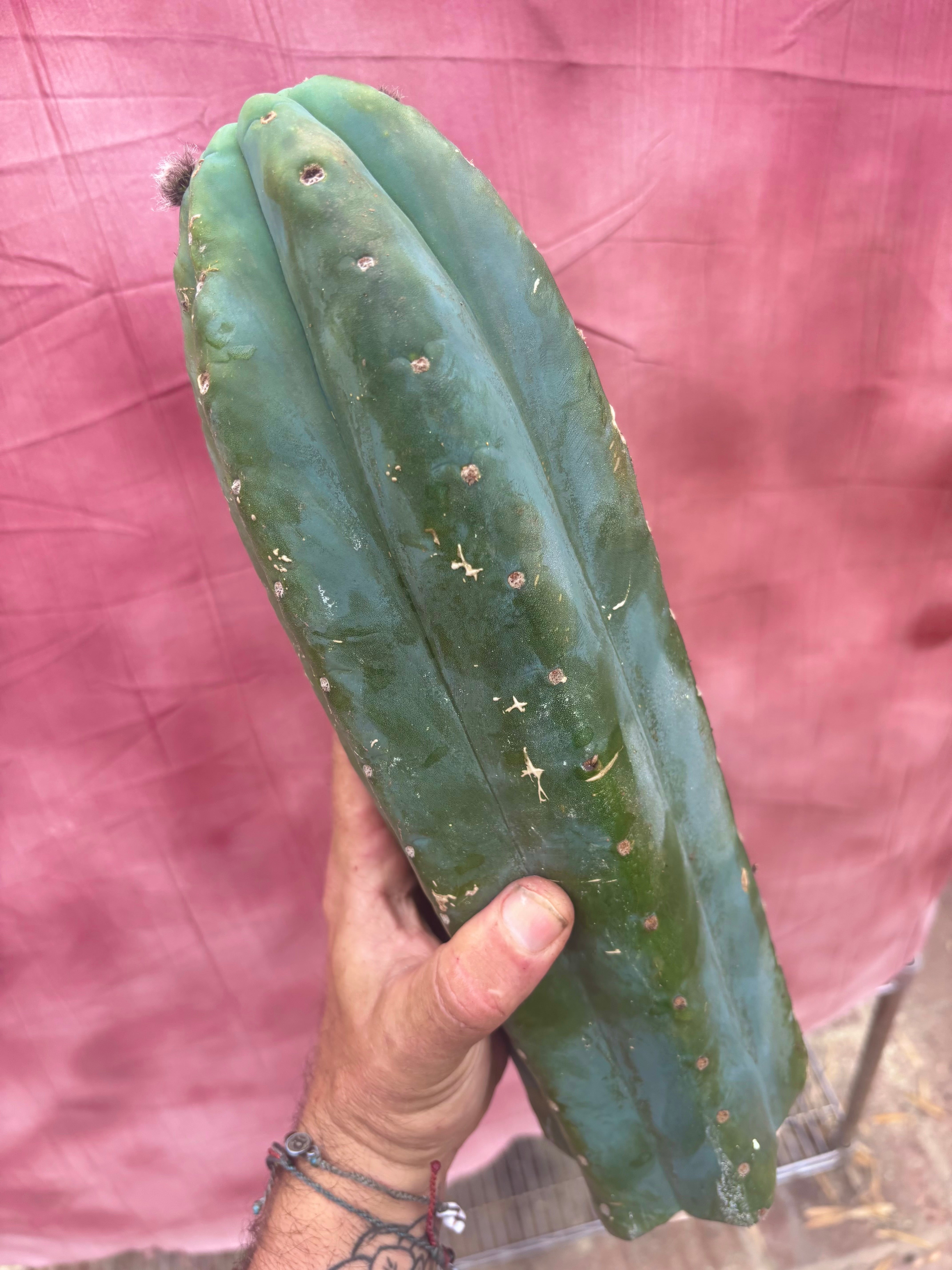 👑🌶️ Pierre — Magnum 14” Tip
