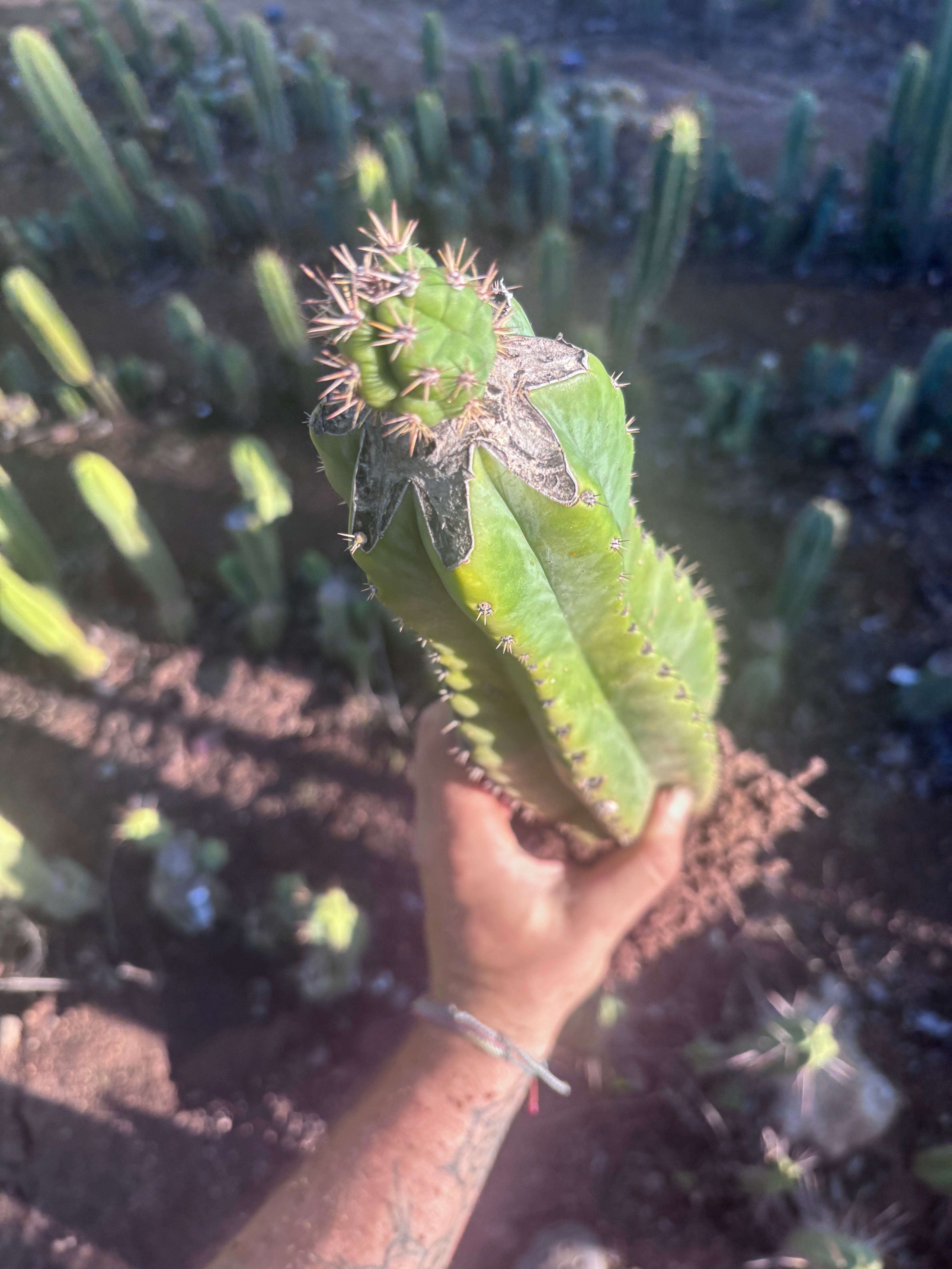 💎👑💎🌶️ CareBear — XL Rooted Graft