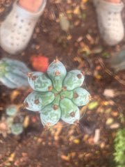 💎👑 Althea — 8” Tip