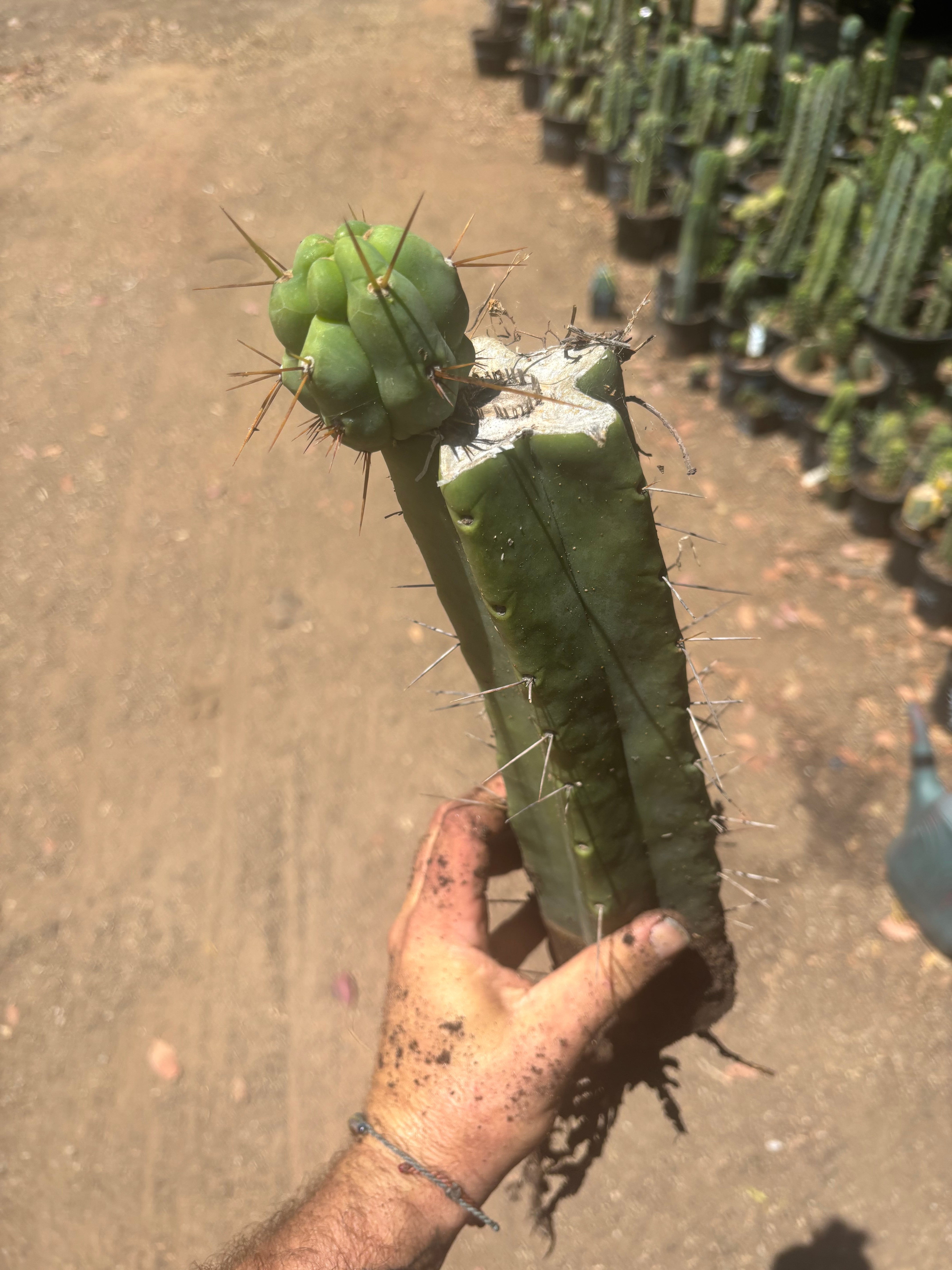 👑🌶️🌶️ Eileen — XL Rooted 14” Mid with Pup