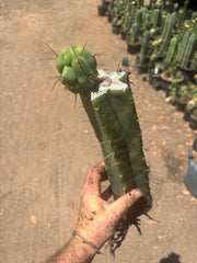 👑🌶️🌶️ Eileen — XL Rooted 14” Mid with Pup