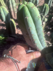 👑🌶️🌶️ Pala! — The Sunday Pup