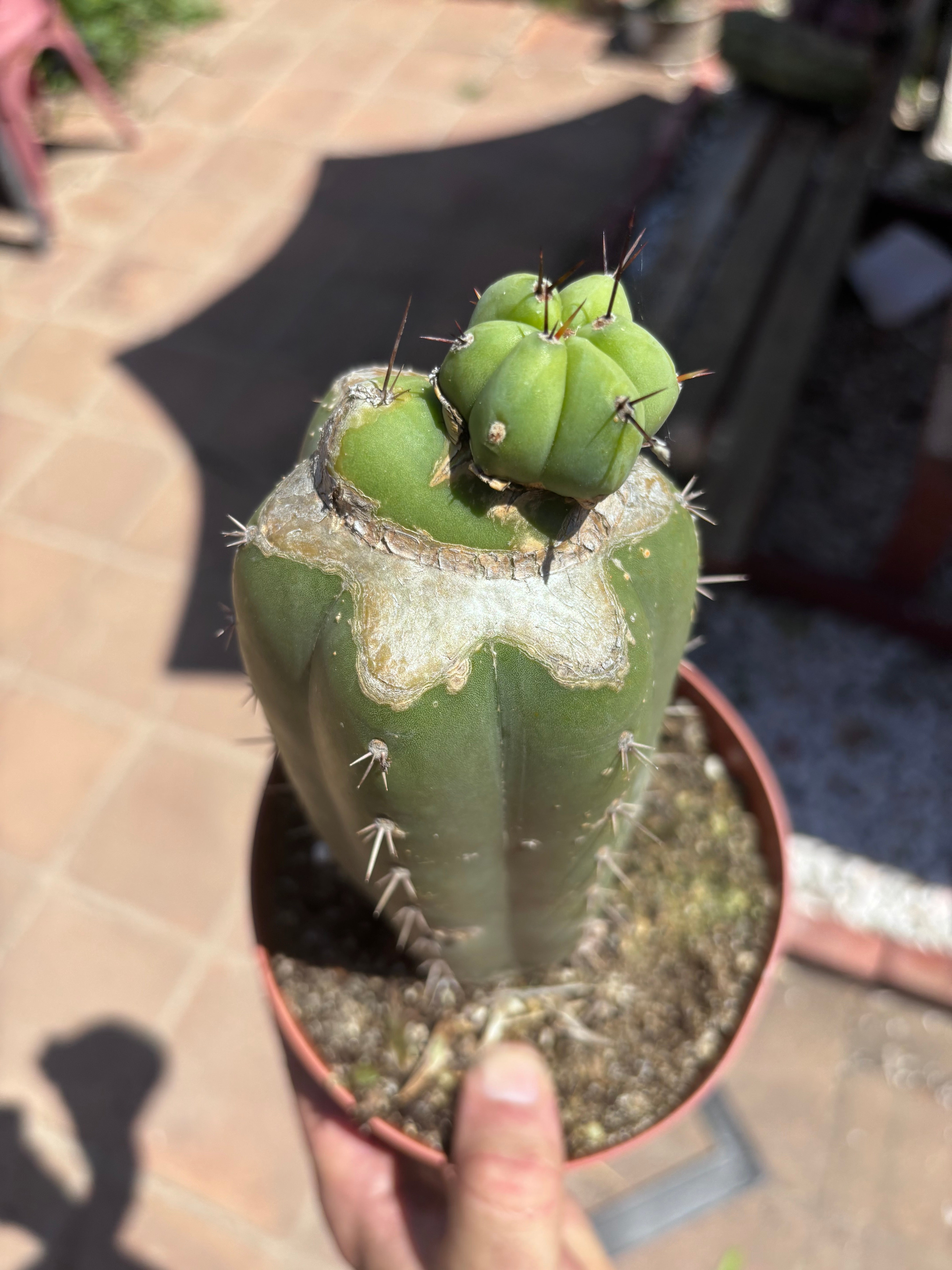 👑💎🌶️ CSD — Pupping Slab Graft (Rooted / Whole)