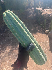 🌶️ JJOP — XL 15” Pups