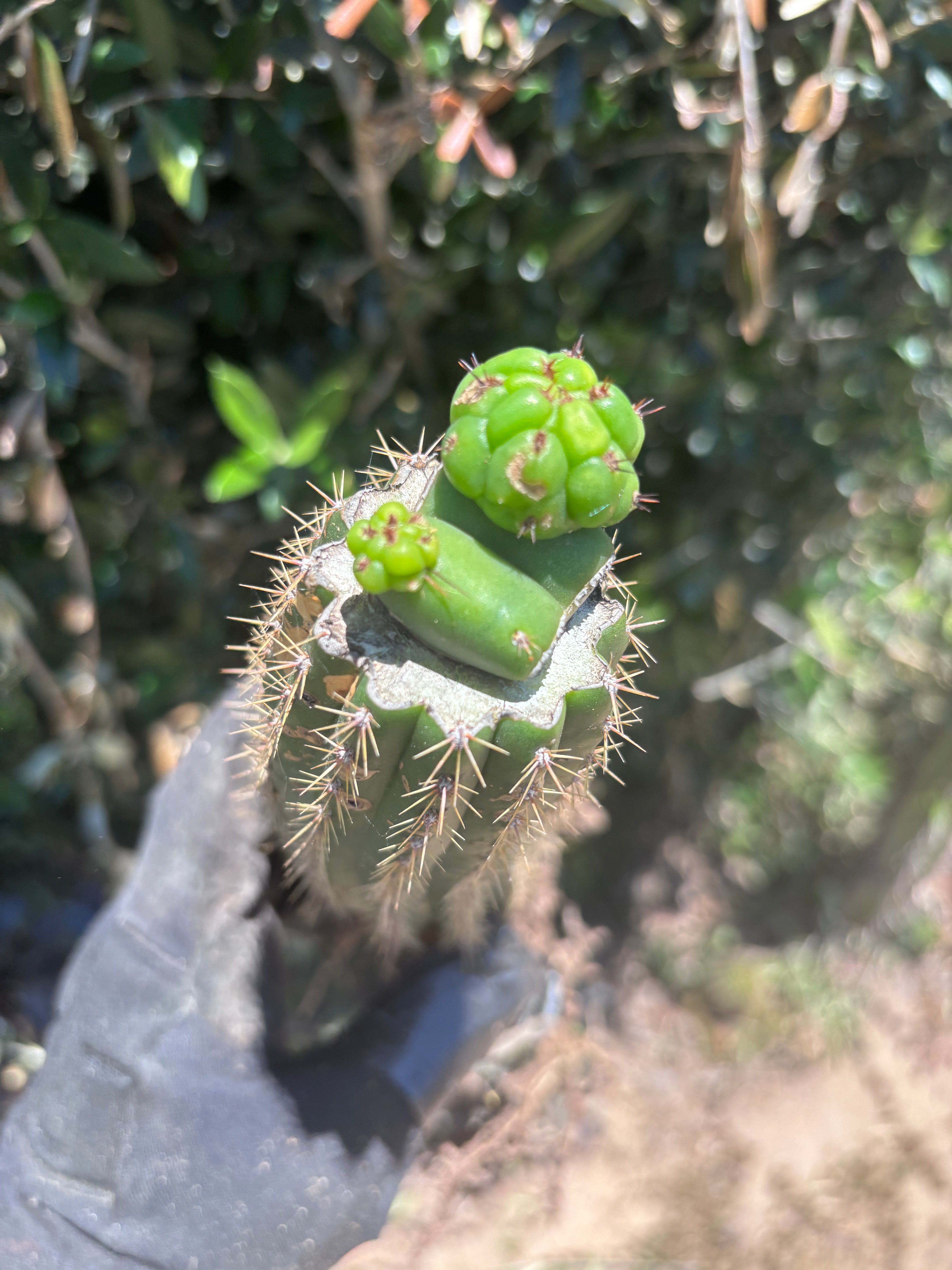 👑🌶️🌶️ KR04 — Another Whole Rooted Graft