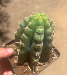 👑 TSSBP — Rooted Tip