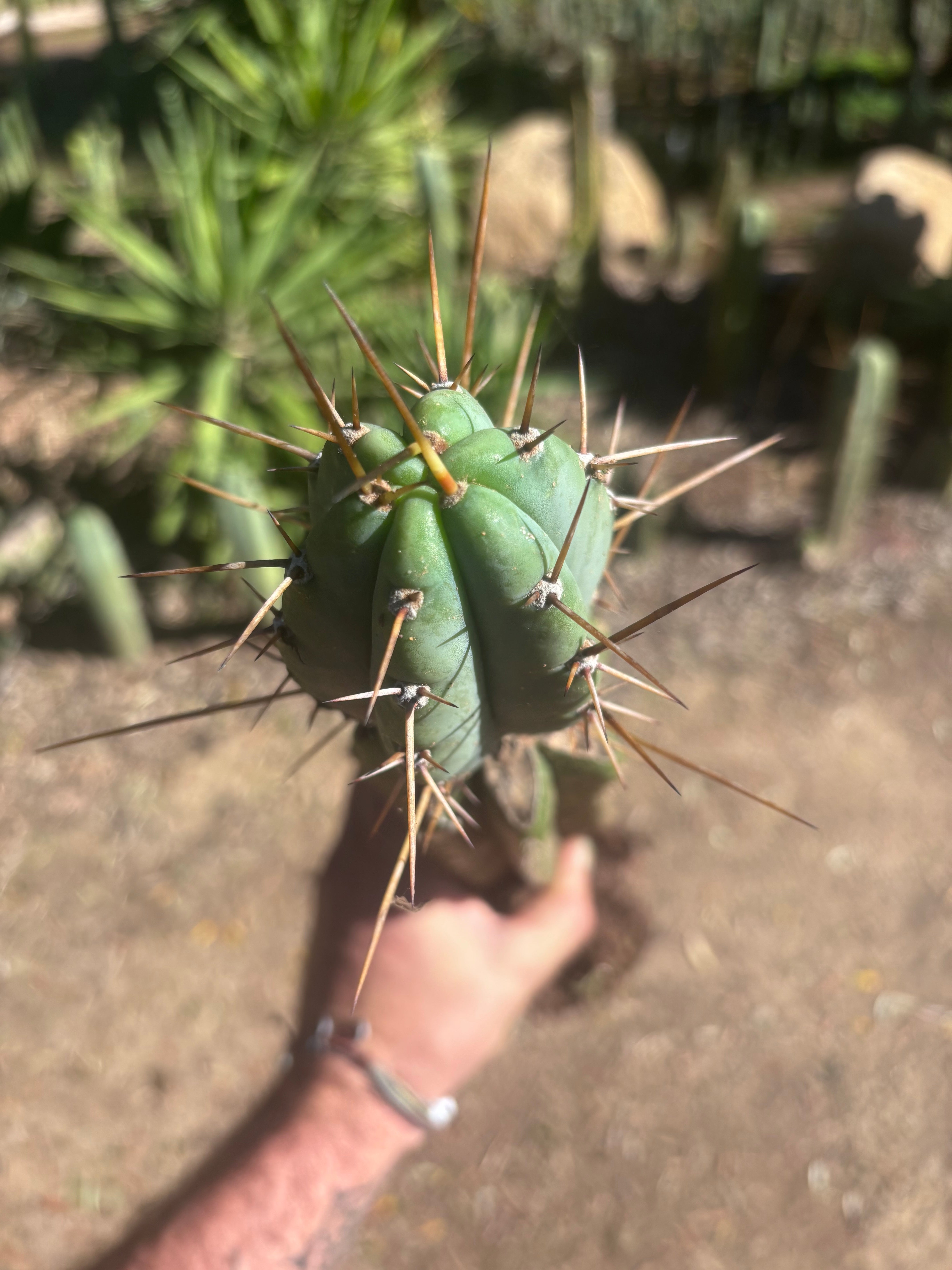 👑🌶️🌶️ Pala! — Rooted XL Graft