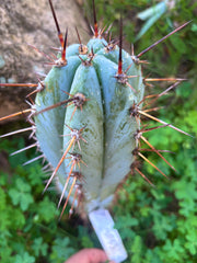 👑💎 BP03 “Pink Elephant” — 9” Tip