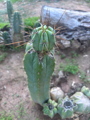 👑💎🌶️  CSD — Beefy Tip Graft