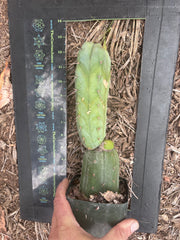 👑💎🌶️ CSD — Rooted Graft (Whole)