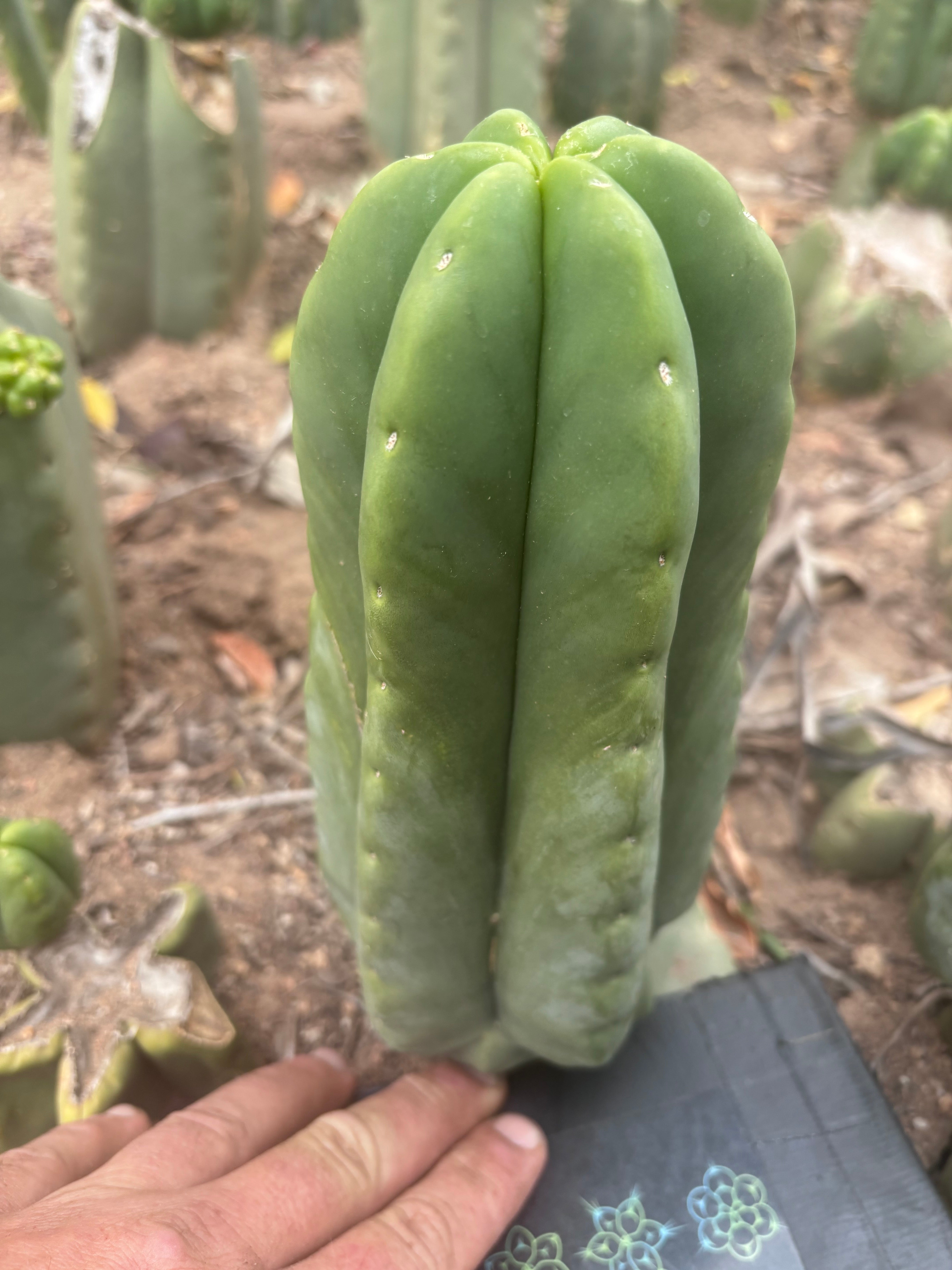 💎👑💎🌶️ Ferah — XL Pup
