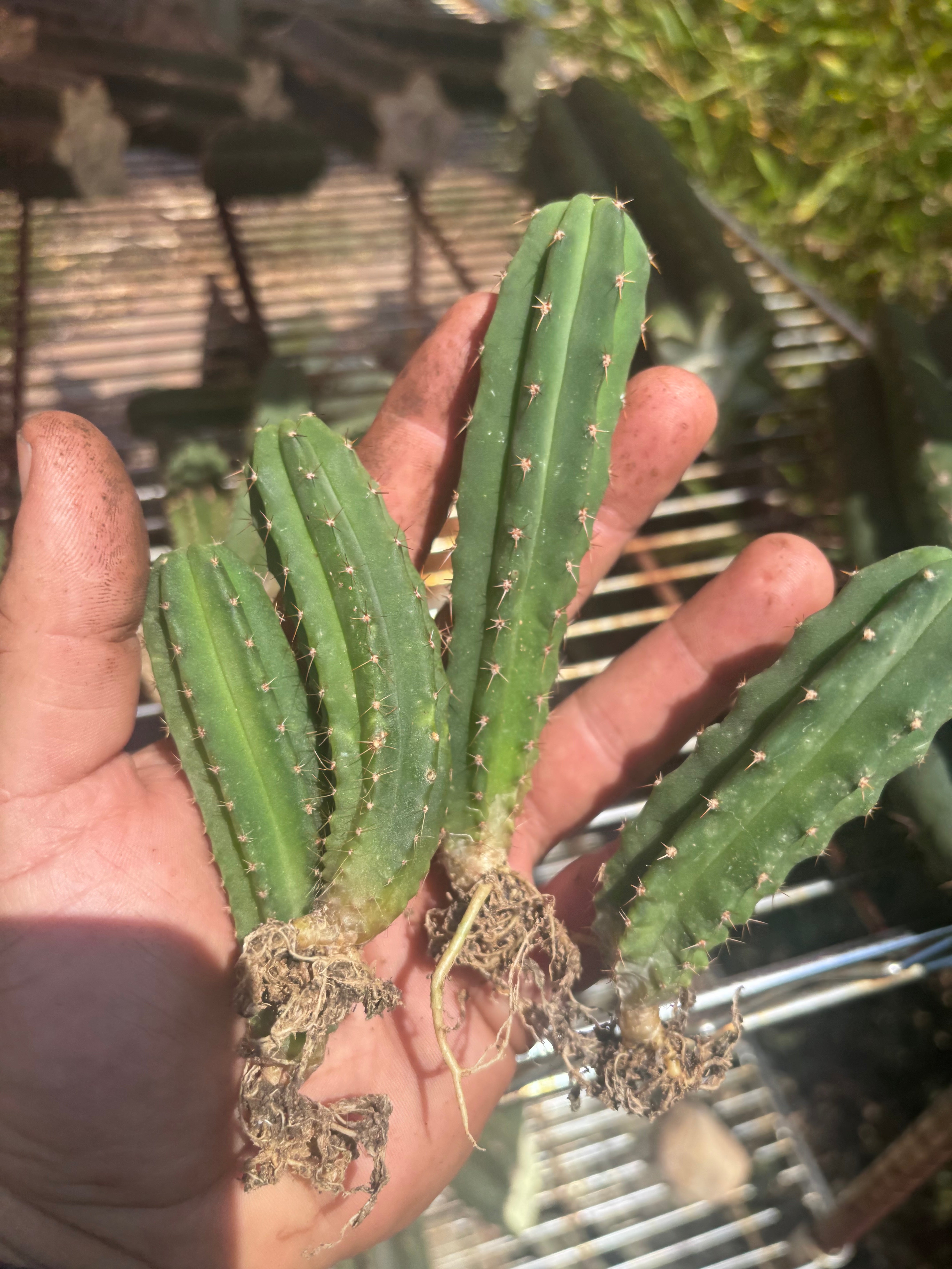 Seedlings — Malo4 x Malo4 — Lot of Four
