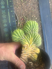 🔰💎 Crested Variegated Pachanoi, Rooted