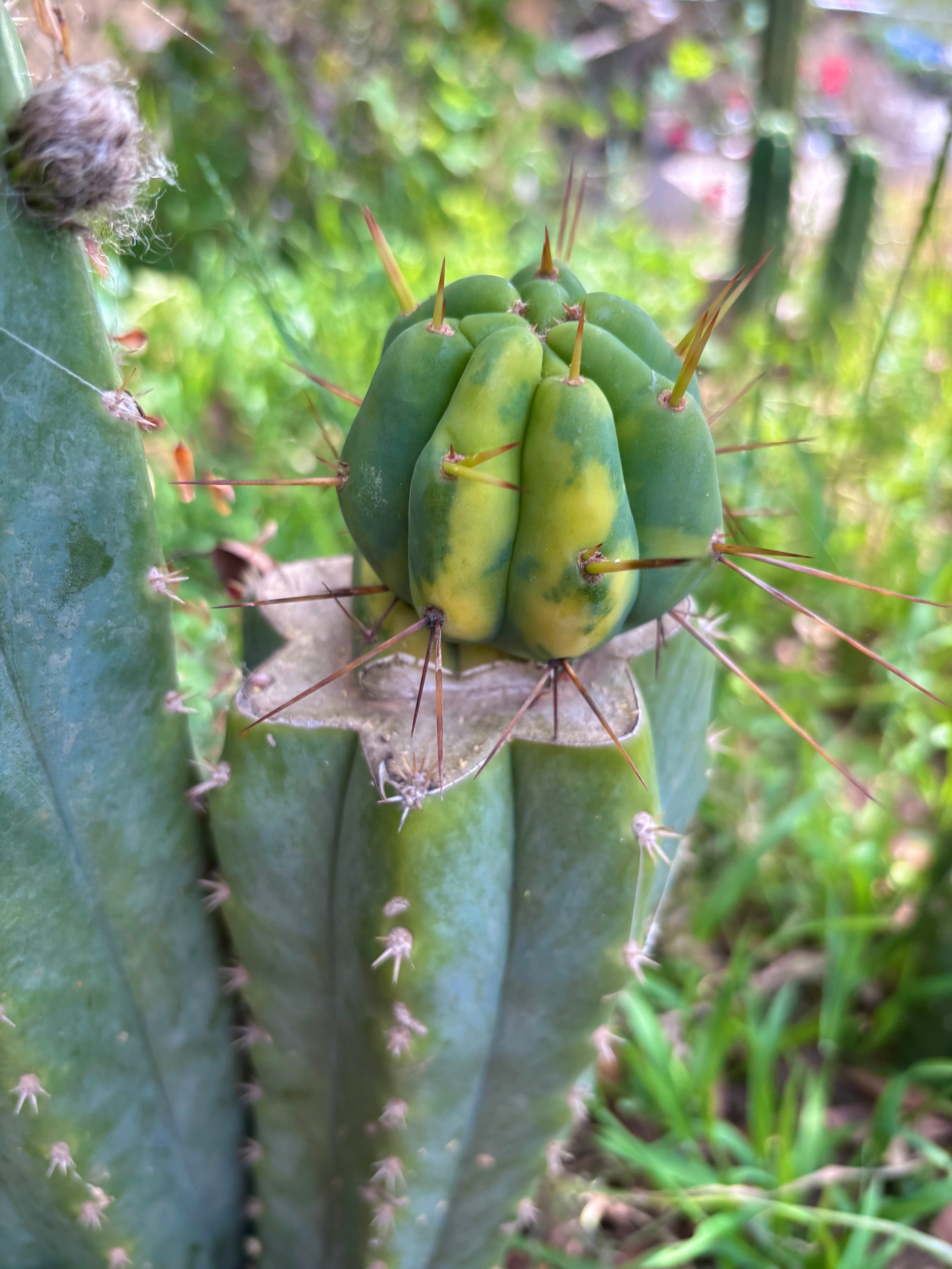 💎👑💎🌶️ MJC01  — Jumbo Graft with Fat Pup