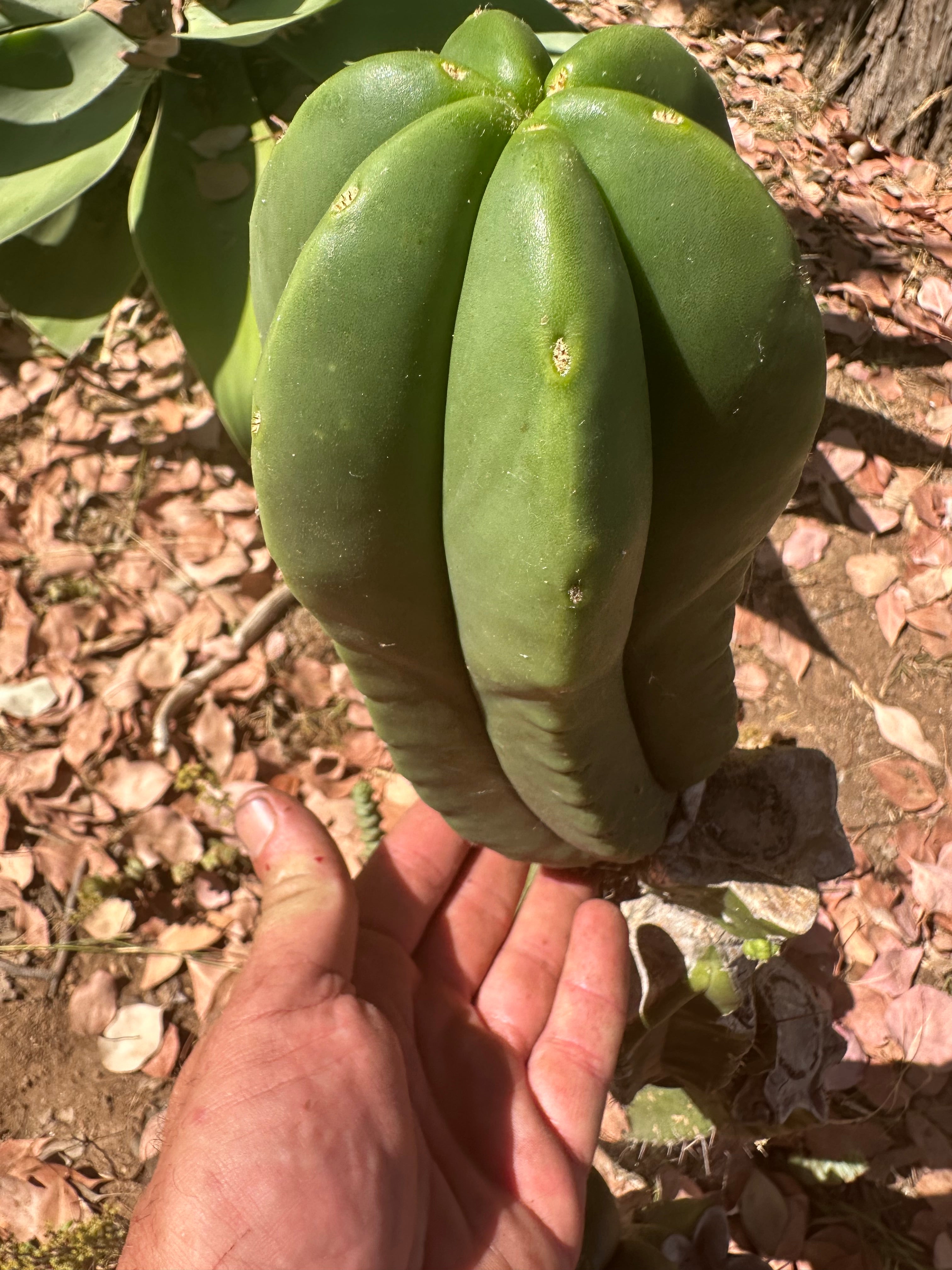 👑 Primo Aussie Scop — 8” Melon Pup