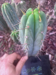 👑🌶️🌶️ Pala Again — 7” Tip