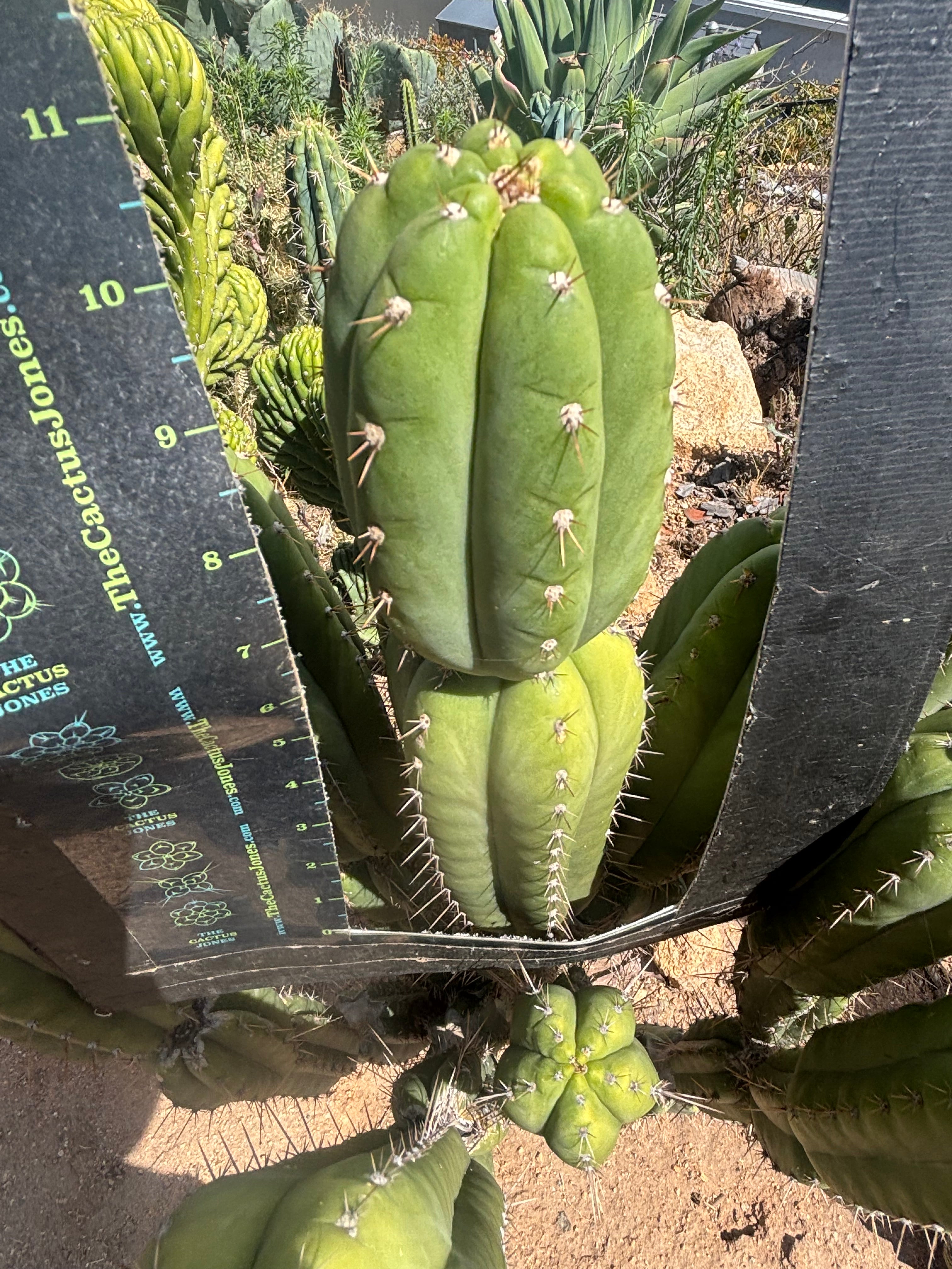 💎👑🌶️ Star Ayacucho  — BATCH DEAL