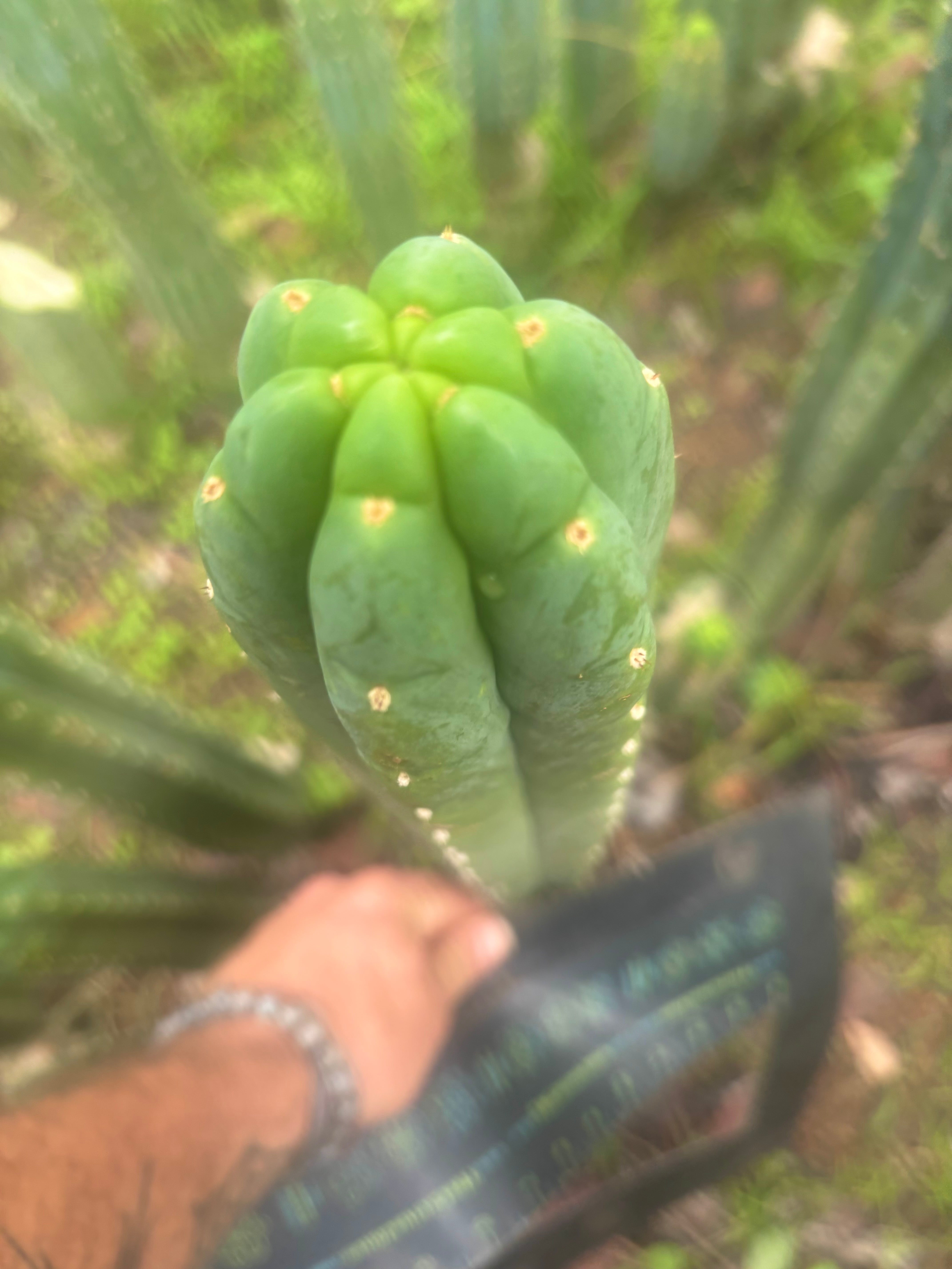 👑🌶️ Blue Ecuador — 14” Tip