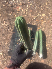 👑🌶️🌶️  Jiimz Twin Spine — 10” Tips