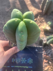 💎👑💎🌶️ Ferah — 8” Pup