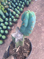 👑 Lotusland Huanu —  Fully Rooted Mid with Fat Pup