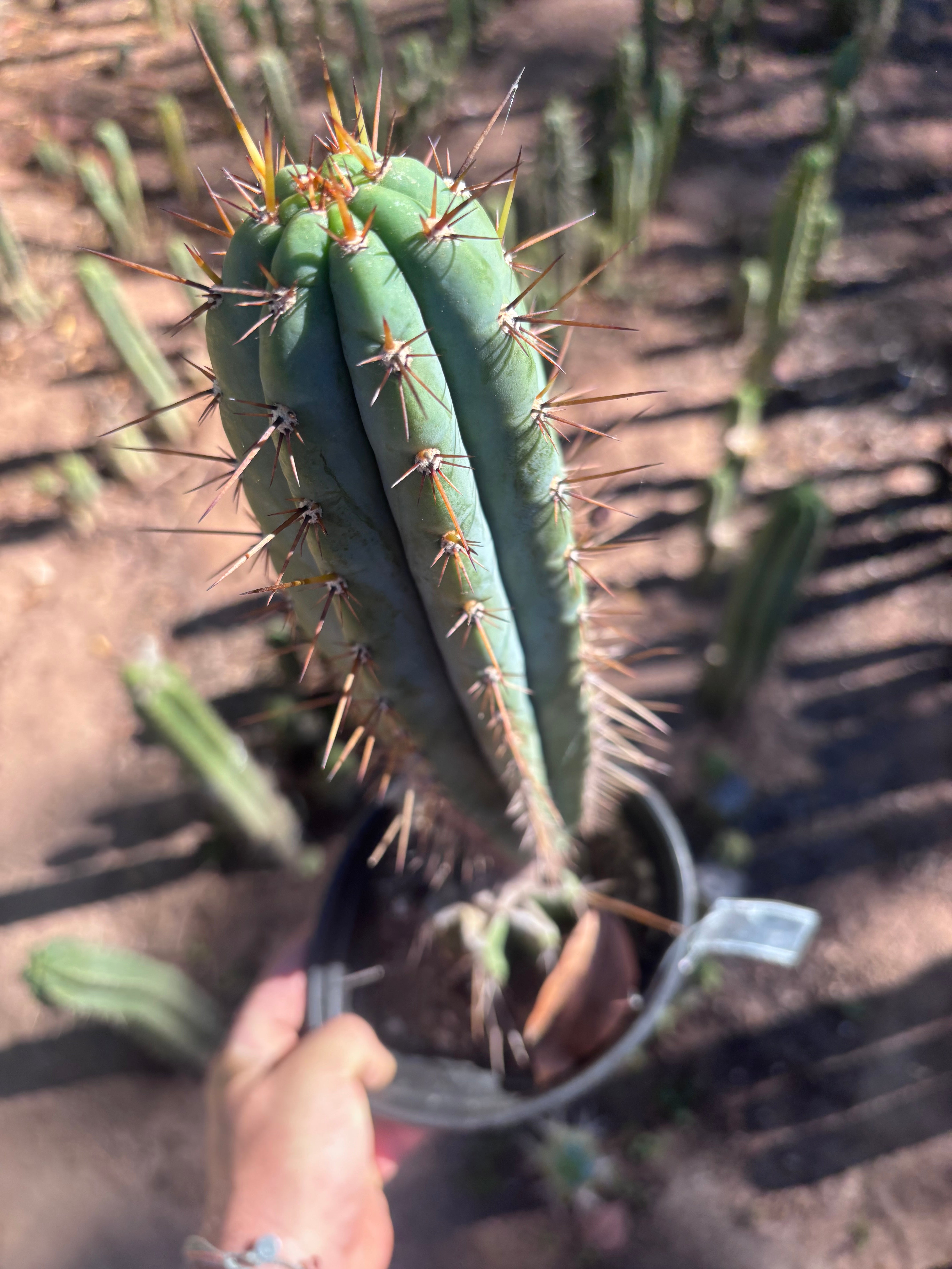 💎👑💎(🌶️ ) Tipz — Fully Rooted 16”