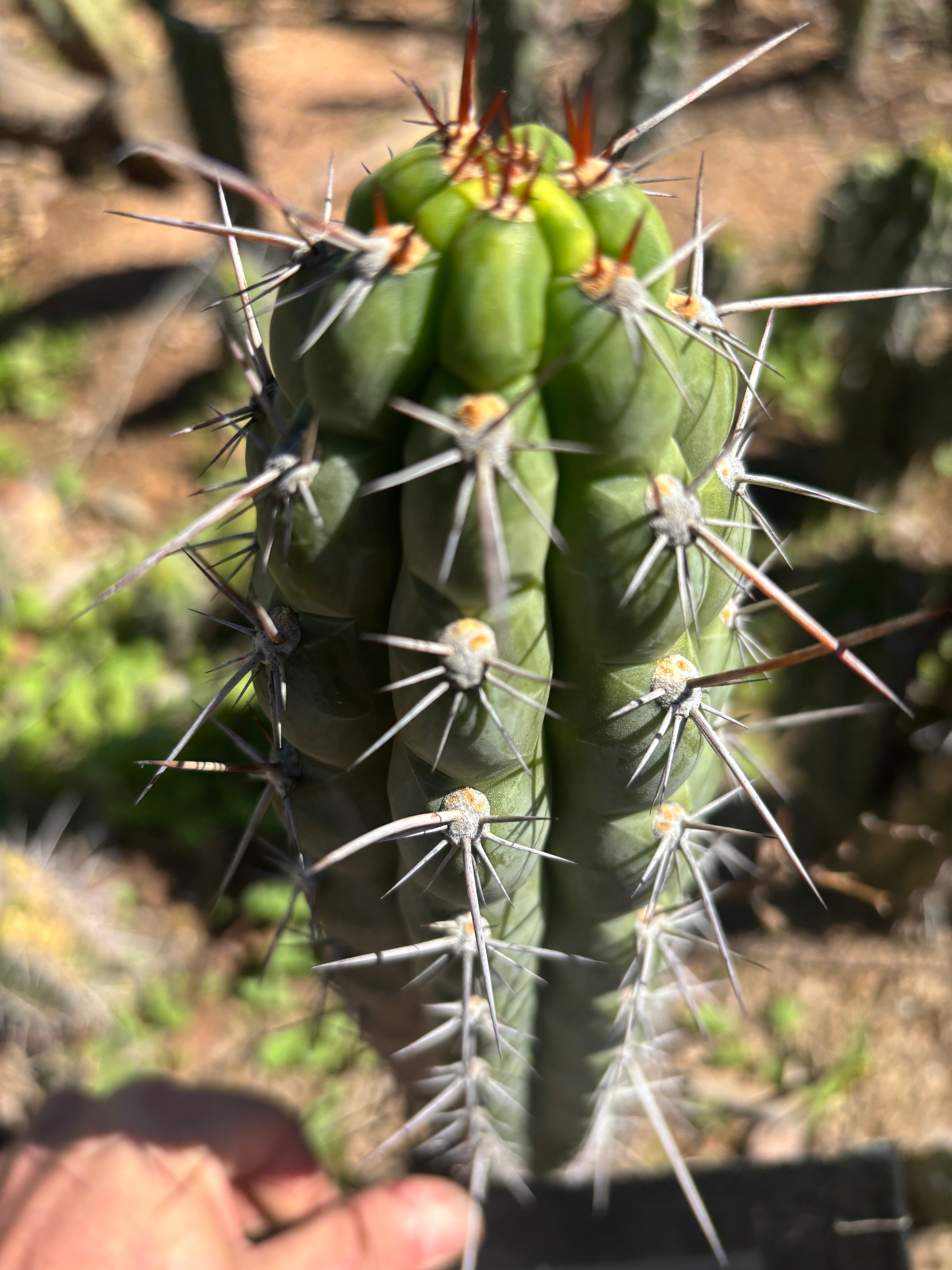 👑 Chala Restocked! — Notchy 10” Tips