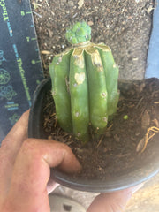 👑 Glorp — Small Pup Graft