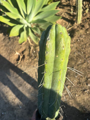 💎👑🌶️ Psycho0’  — *BIG* XXL 14” Tip