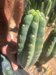 💎👑🌶️  Ichoca — 10” Tip