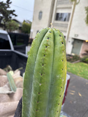 👑💎🌶️ The Fattest Soozy Ever Listed