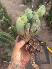 👑🌶️🌶️  TBM Clone B — Fully Rooted