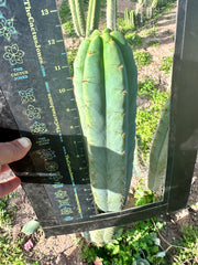Lumberjuuls — 12” Tip