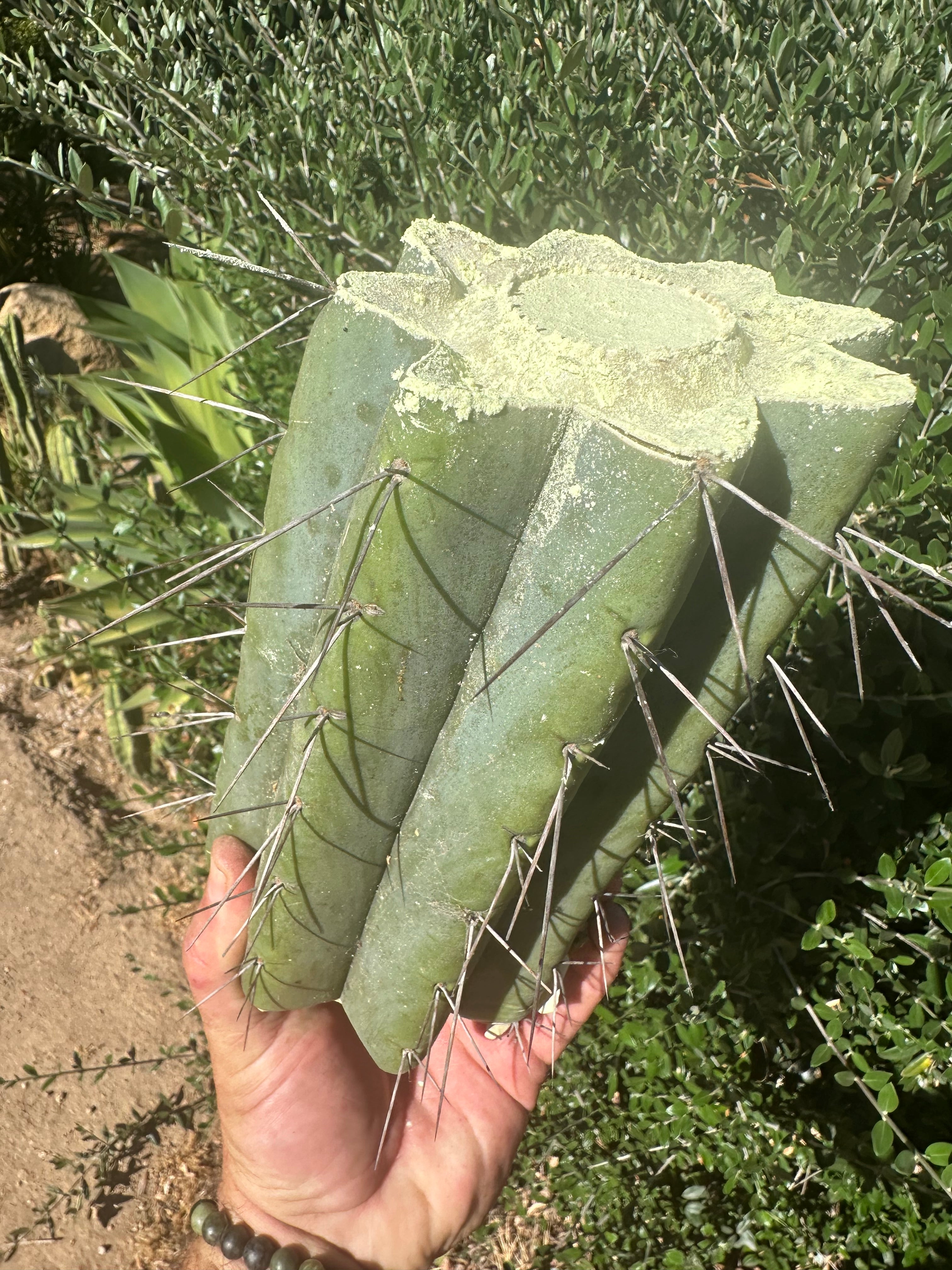 🌶️🌶️⚠️ E.R. — 9” Mega Mid (One More)