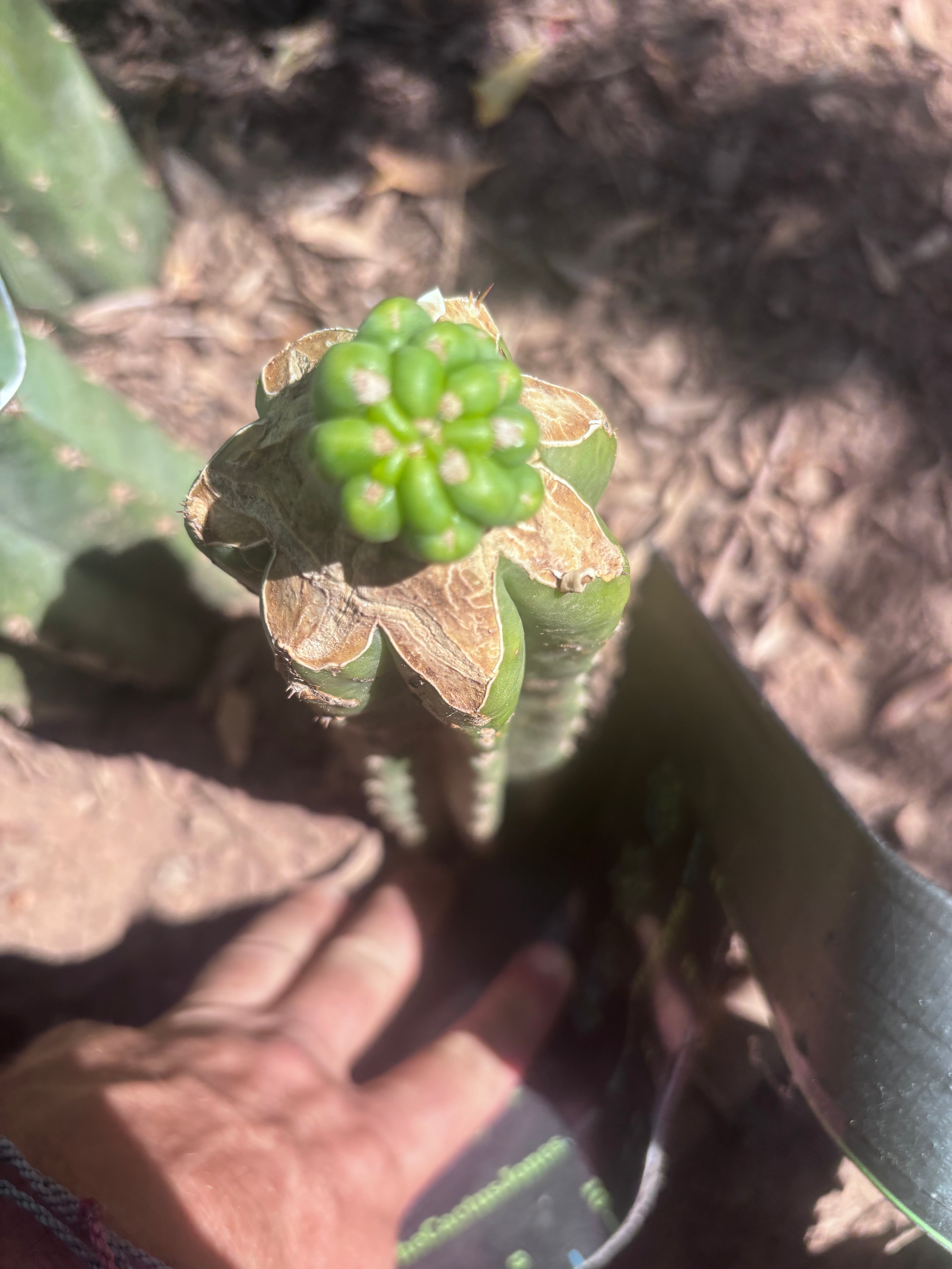 💎👑💎 Havran Preorder!